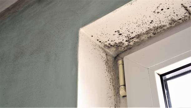 Best Mold Remediation for Healthcare Facilities  in Bellevue, IA