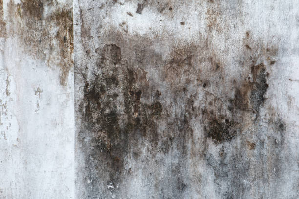 Best Asbestos and Lead Testing During Mold Inspection  in Bellevue, IA