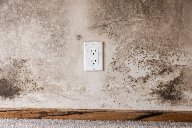 Mold Remediation for Rental Properties in Bellevue, IA